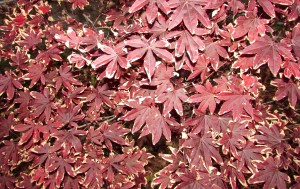 Day 20~ Bloodgood Japanese Maple 'Acer Palmatum' イロハ 紅葉