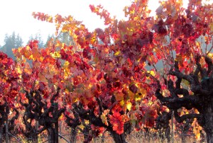 Zinfandel Grape vineyard 'Vitis' — Geyserville, CA Sonoma County