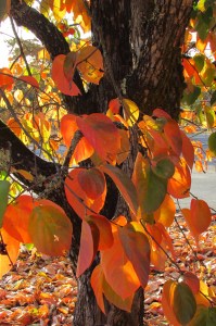 Persimmon Hachiya' 蜂屋 tree 'Diospyros'
