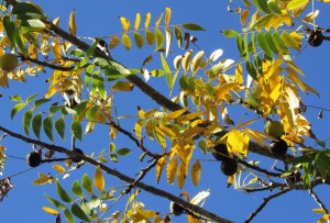 California Black Walnut 'Juglans nigra' — Windsor, CA