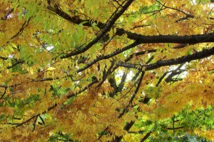 Cherry Bark Elm 'Ulmus villosa'