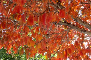 Bradford Callery Pear 'Pyrus calleryana'
