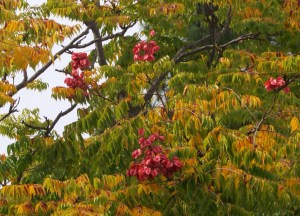 Golden rain tree 'Koelreuteria paniculata