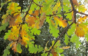 Common Oak 'quercus robur'