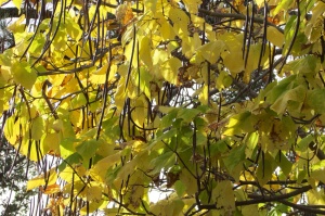 Catalpa Bignonoides Aurea, Indian Bean Tree