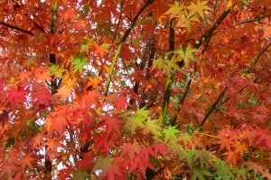 Japanese Maple, Acer Palmatum