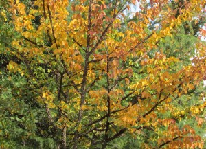 American Elm 'Ulmus Americana' — Sonoma, CA