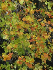 Yellow Poplar (tulip poplar) 'Magnoliaceae'— San Rafael, CA