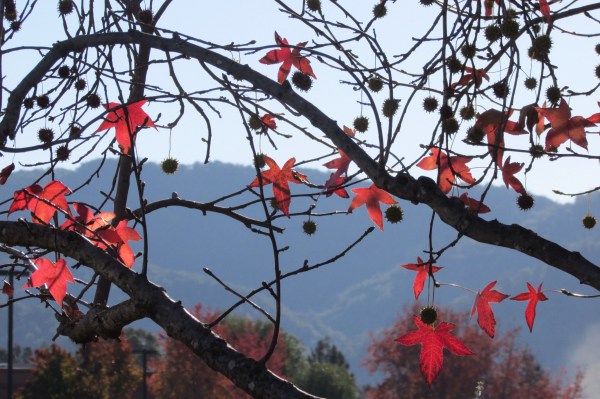 Lingering Liquidambar, San Rafael, CA