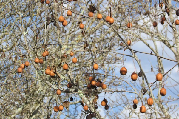 Handkerchief tree "Davidia involucrata"