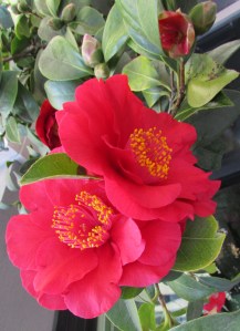 Camellia Japonica #1 ~ January Winter blossoms, Petaluma CA