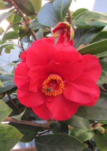Camellia Japonica with busy bumble bee