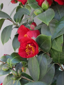 Camellia Japonica and bumble bee pollinating blossoms.