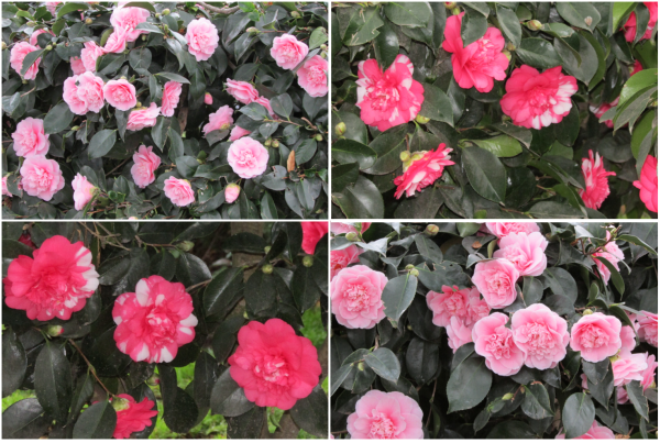 Camellia Japonica, large double pink and Camellia Charlean variegated, large pink/red, white-blotched blossoms.