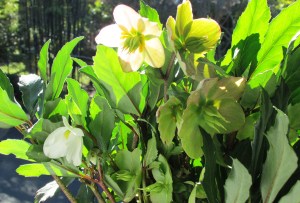 Hellebores Lenten Roses