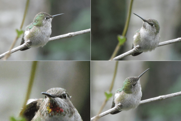 Hummingbirds, Sonoma County