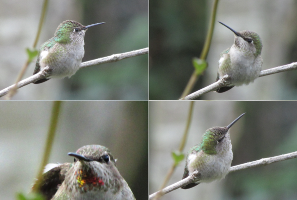 Hummingbirds, Sonoma County