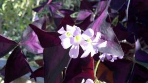 Purple Shamrocks, 'Oxalis'