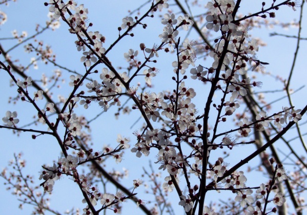 White Cherry blossoms, Sonoma County
