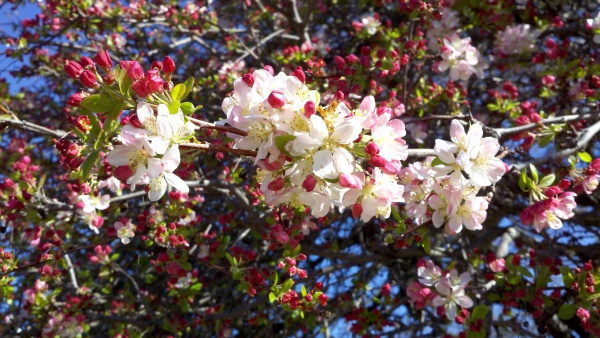 Crabapple, Malus blossoms, Sonoma County
