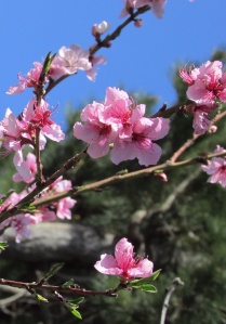 Peach blossoms 桃の花 - Sonoma County CA.