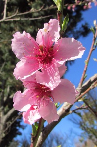Peach blossoms 桃の花 - Sonoma County CA