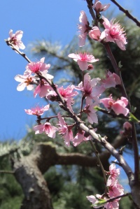 Peach blossoms 桃の花 - Sonoma County CA