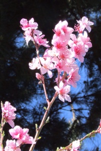 Peach blossoms 桃の花, Petaluma, CA