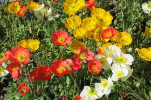 Icelandic poppies