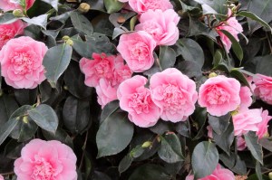 Camellia japonica double pink