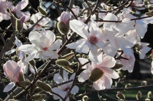 White Star Magnolia Stelleta