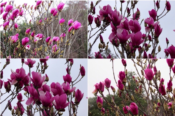 Purple Saucer Magnolia blossoms