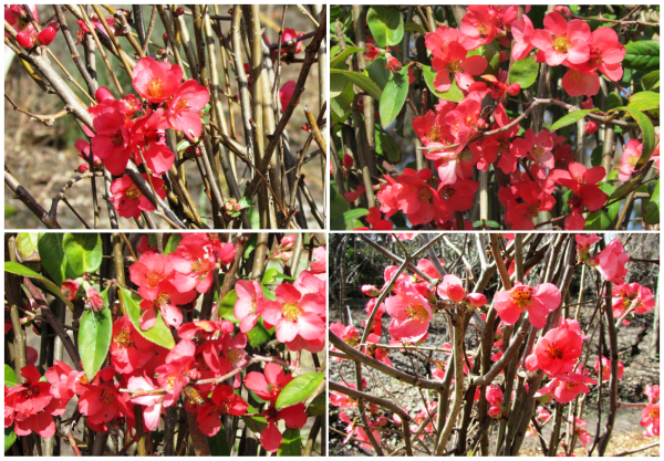 Red Quince blossoms, Sonoma Horticultural Nursery ~Sonoma County