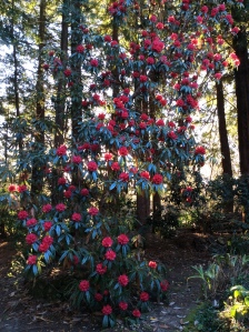Sonoma Horticultural Nursery Arboreum 17 rhododendron