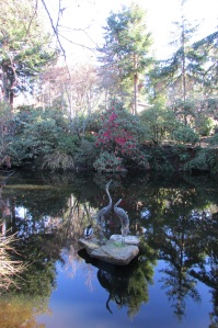 Sonoma Horticultural Nursery Pond