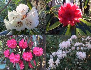 Sonoma Horticultural Nursery Early Blooming Rhododendrons