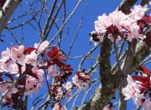 Flowering Cherry blossoms, Sonoma County