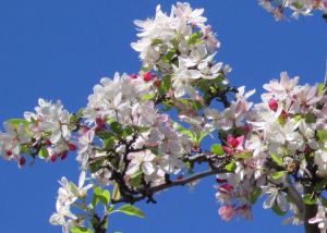 Crabapple, Malus blossoms