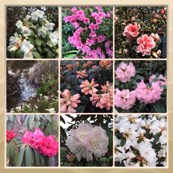 Sonoma County blossom trail 2014 - Sonoma Horticultural Nursery