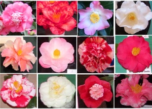Camellias 2014 ~ 1