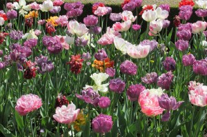 Healdsburg - Dry Creek Valley