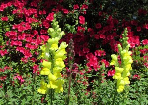 Healdsburg - Dry Creek Valley