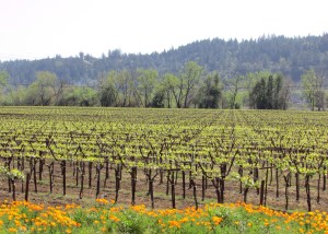 Dry Creek Valley 