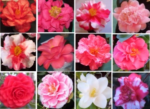 Camellias 2014 ~ 2