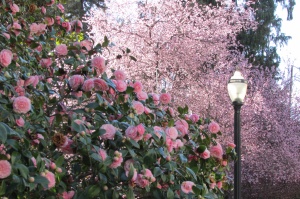 Camellias ~ state Capitol Gardens, Sacramento, CA