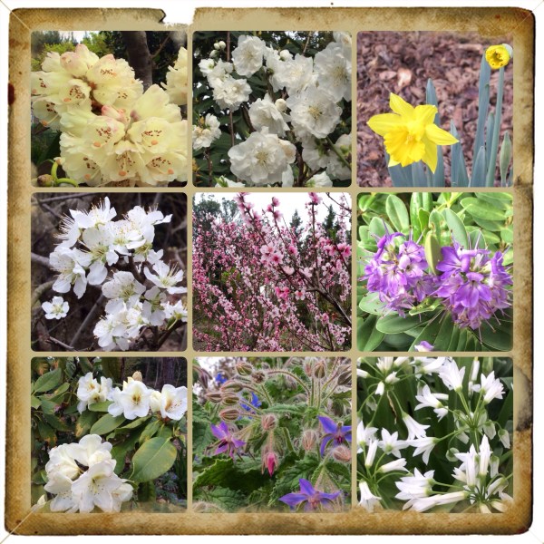 Sonoma County blossom trail 2014