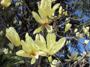 Magnolia 'Butterflies' yellow blossoms