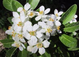Mexican Orange blossoms