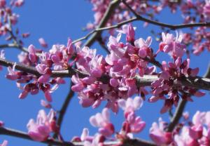 Redbud 'Cercis canadensis'