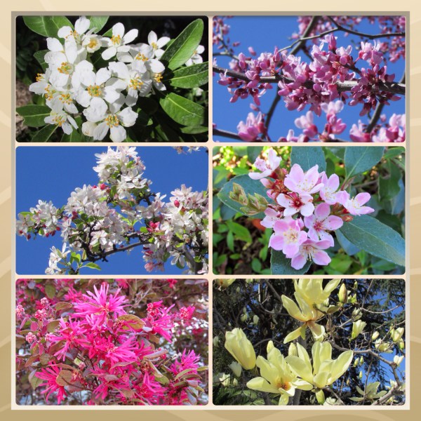 SonomaHort Blossom Trail 2014